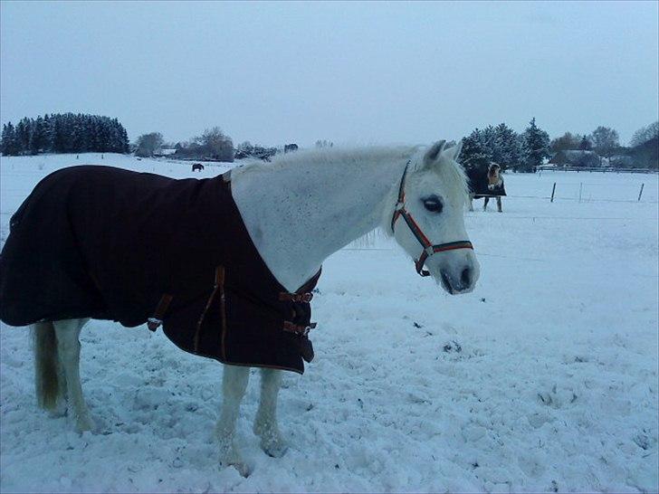 Welsh Pony (sec B) Blondie (rosa) - blondie en hoppe som betyder alt for mig billede 14
