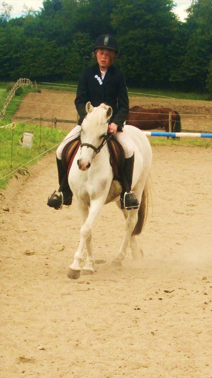 Welsh Pony (sec B) Blondie (rosa) - hvis bare man er lykkelig, er hver eneste dag helt perfekt.  billede 15