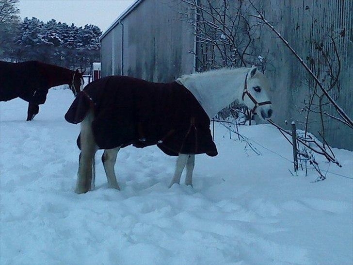 Welsh Pony (sec B) Blondie (rosa) - <3<3<3<3<3<3<3<3<3<3<3<3<3 billede 16