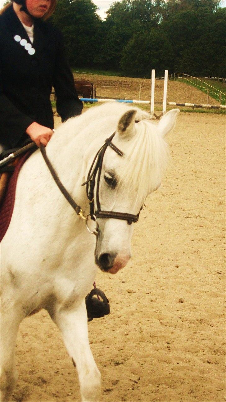 Welsh Pony (sec B) Blondie (rosa) - en ting du skal vide, er at jeg elsker dig hestiie  billede 17