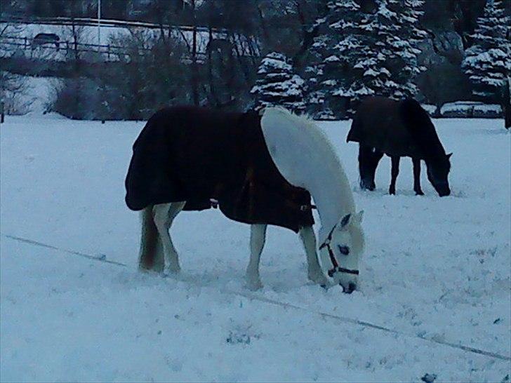 Welsh Pony (sec B) Blondie (rosa) - you are amazing.  billede 18