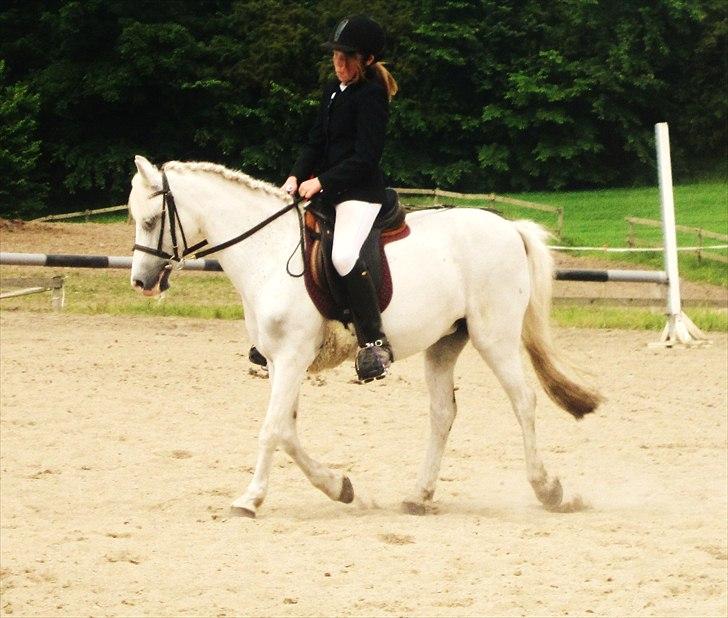 Welsh Pony (sec B) Blondie (rosa) - så dygtig hun er :*  billede 19