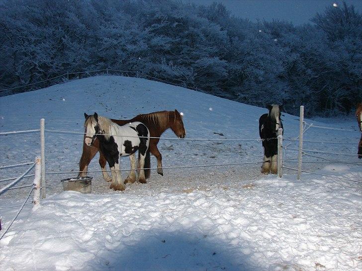Irish Cob Sandra(R.I.P) billede 12
