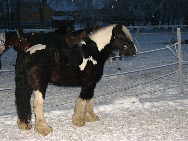 Irish Cob Sandra(R.I.P) billede 13