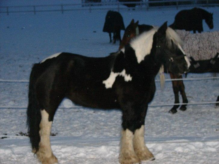 Irish Cob Sandra(R.I.P) billede 14