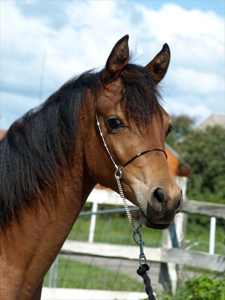 Arabisk fuldblod (OX) FE Shadiva billede 10