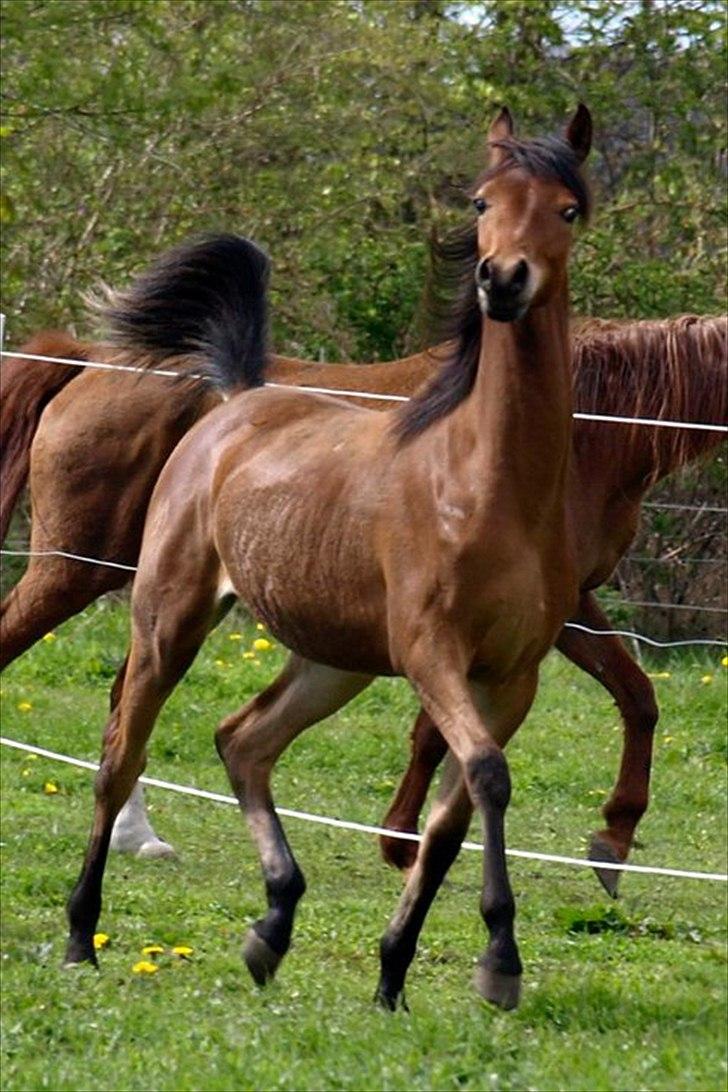 Arabisk fuldblod (OX) FE Shadiva billede 11