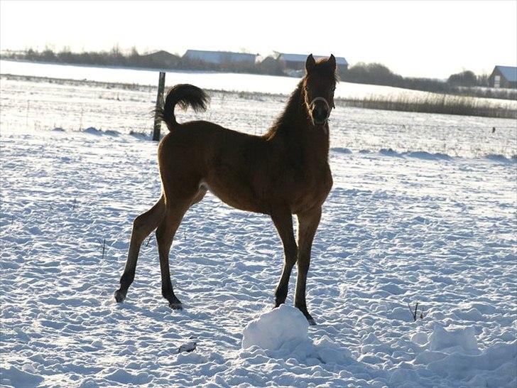 Arabisk fuldblod (OX) FE Shadiva billede 12