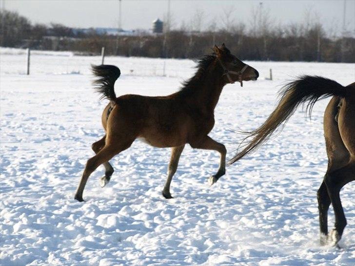 Arabisk fuldblod (OX) FE Shadiva billede 13