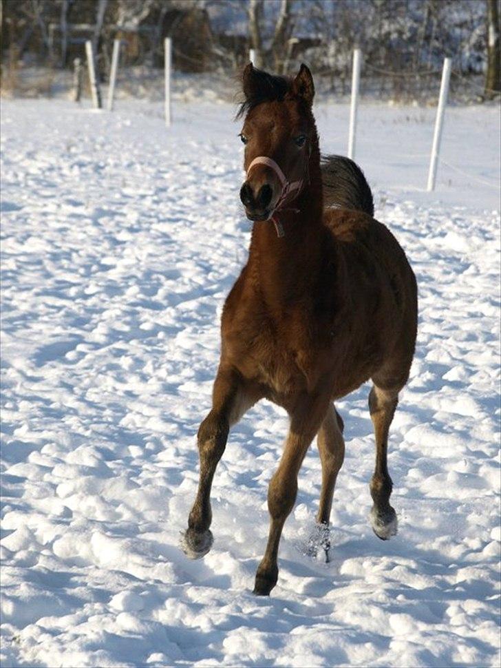 Arabisk fuldblod (OX) FE Shadiva billede 14