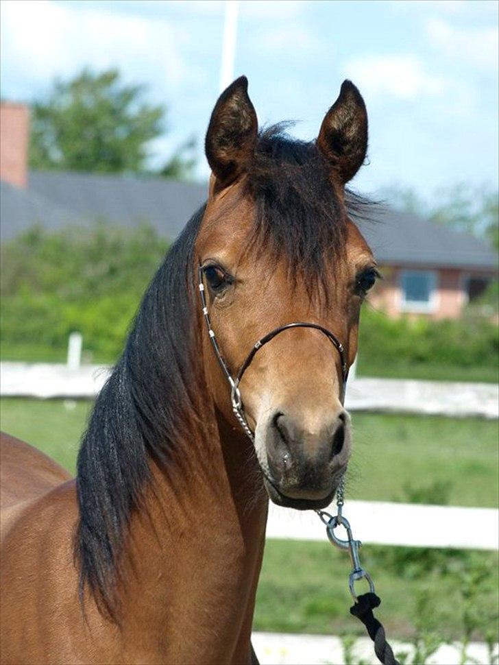 Arabisk fuldblod (OX) FE Shadiva billede 15