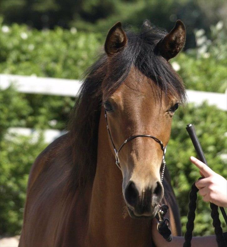 Arabisk fuldblod (OX) FE Shadiva billede 16