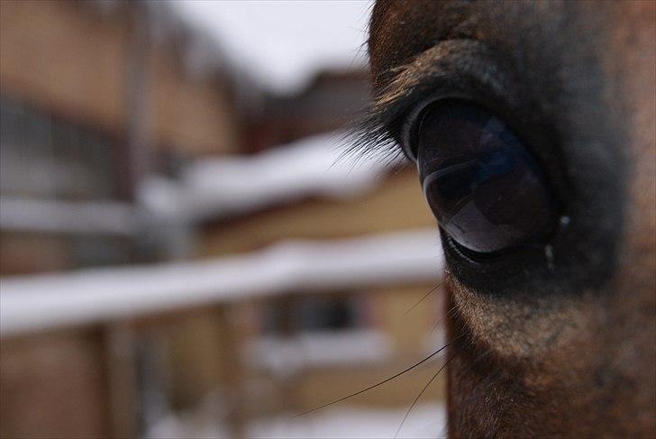 New Forest Marron (PART) - Marron, dine øjne er helt fantastiske! billede 16