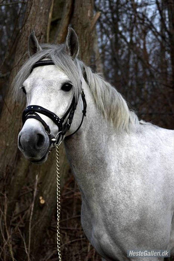 Connemara Carramaya 'B-Pony' - Smukheden i sig selv!  billede 7