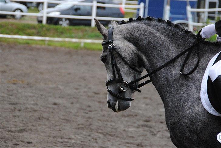Anden særlig race Hestefarmens Halley *SOLGT* - St. Restrup :D Foto: Stine P. billede 4