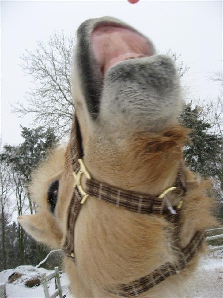Fjordhest Landevejens Kamille - SMIIIIL billede 8