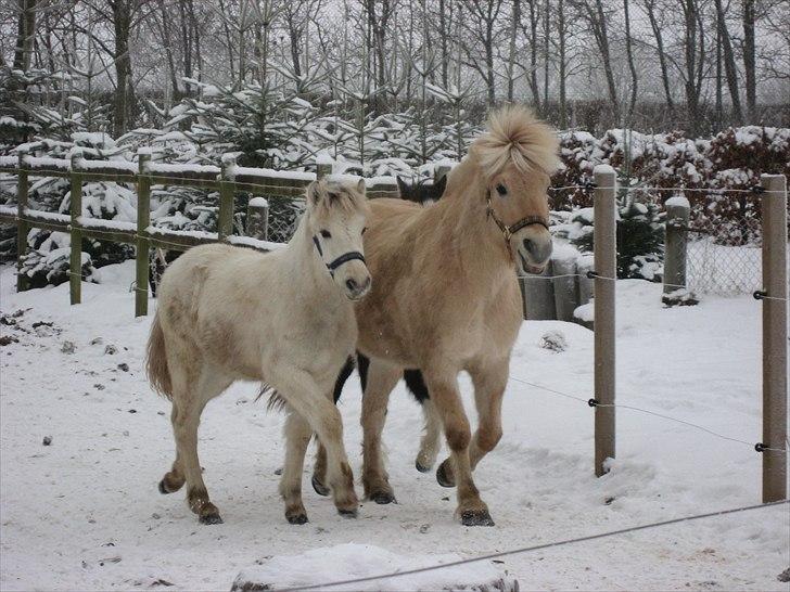 Fjordhest Landevejens Kamille billede 9