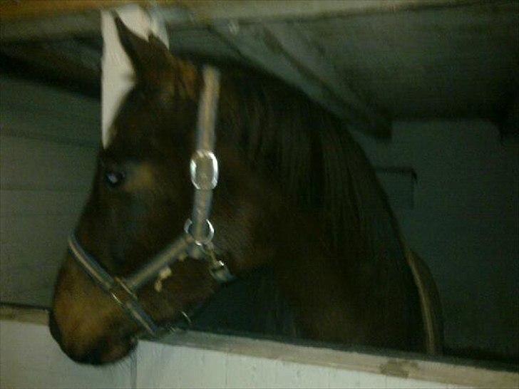 Fuldblod (XX) ZadEyz/Kashmir - Min dejlige Kasse i stalden..  billede 5