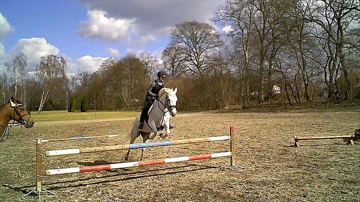 Anden særlig race Chapplin <3 Solgt :-( - sprang 90 nede i parken!! var så sød! billede 12