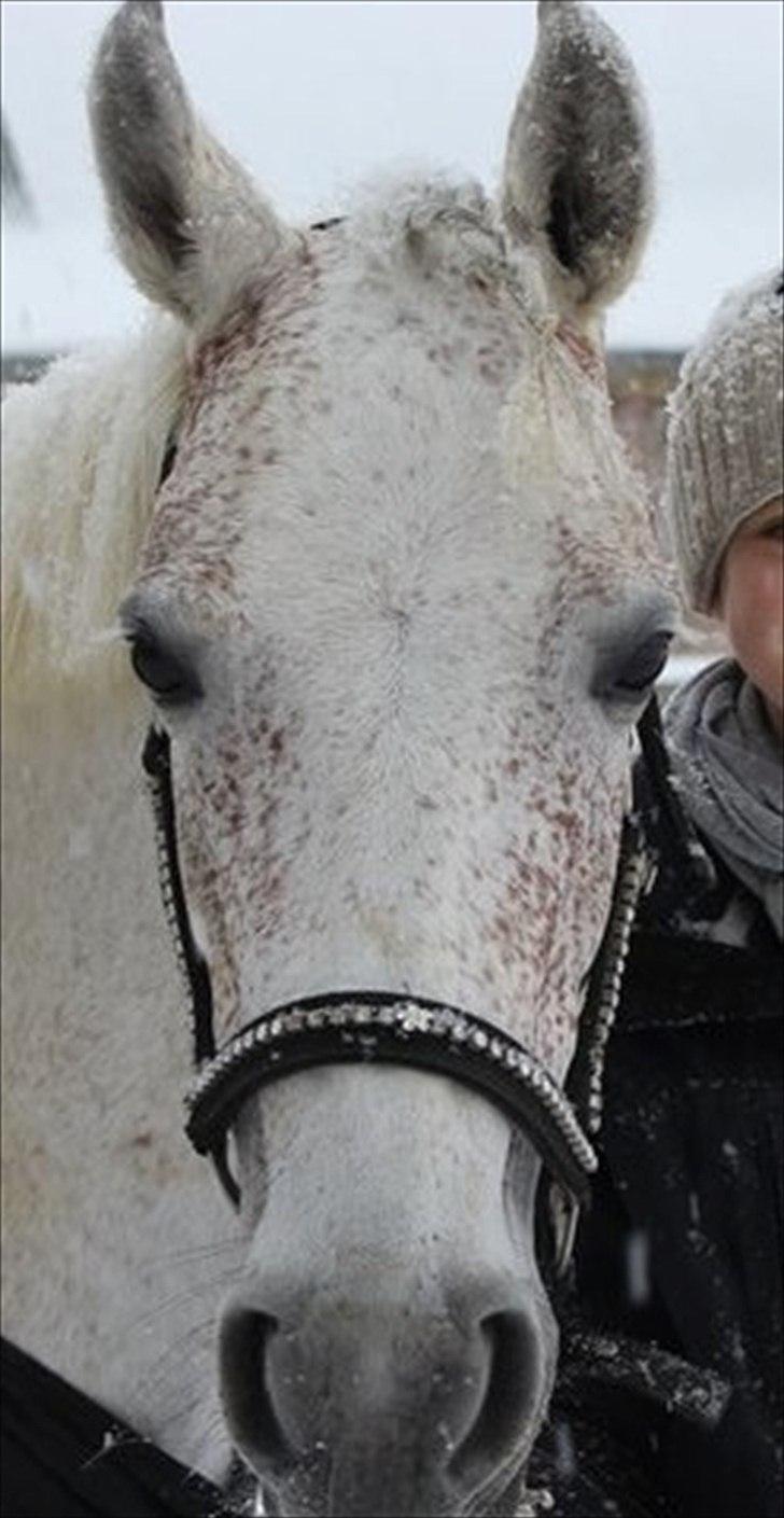 Anden særlig race Chapplin <3 Solgt :-( billede 13