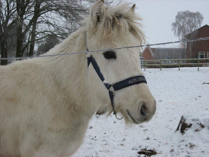 Fjordhest Landevejens Tjørn R.I.P - Landevejens Tjørn billede 1