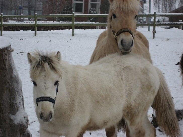 Fjordhest Landevejens Tjørn R.I.P billede 3