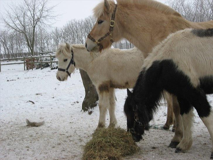 Fjordhest Landevejens Tjørn R.I.P billede 4