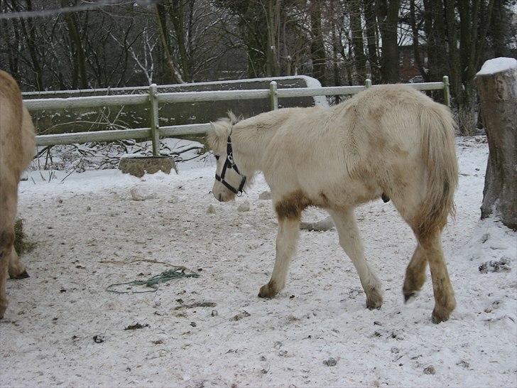 Fjordhest Landevejens Tjørn R.I.P billede 5