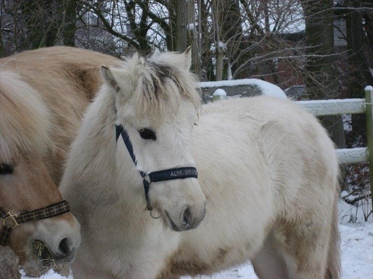 Fjordhest Landevejens Tjørn R.I.P billede 6