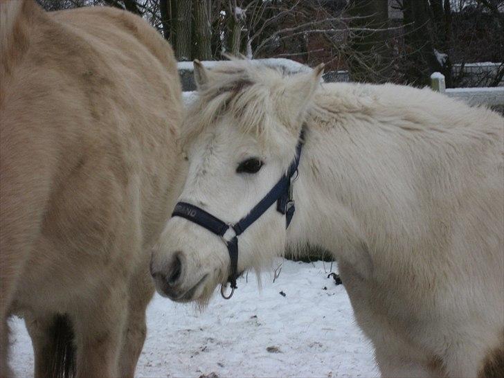 Fjordhest Landevejens Tjørn R.I.P billede 7