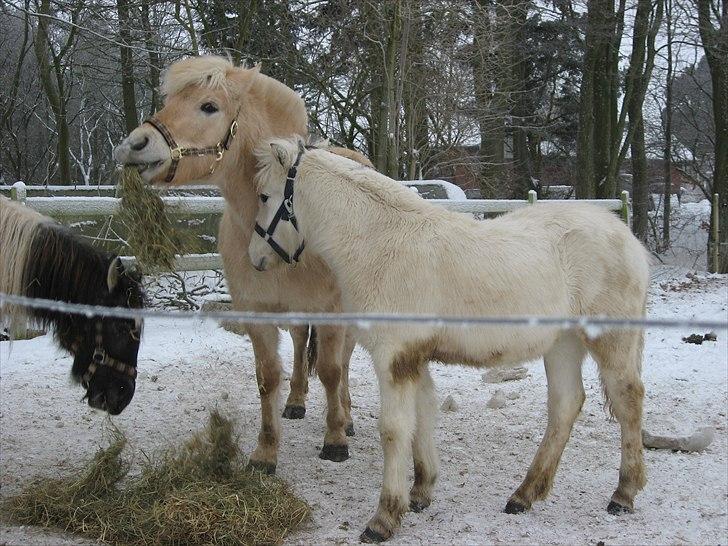 Fjordhest Landevejens Tjørn R.I.P billede 8