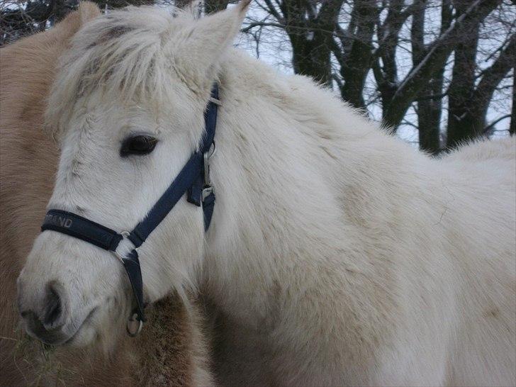 Fjordhest Landevejens Tjørn R.I.P billede 9