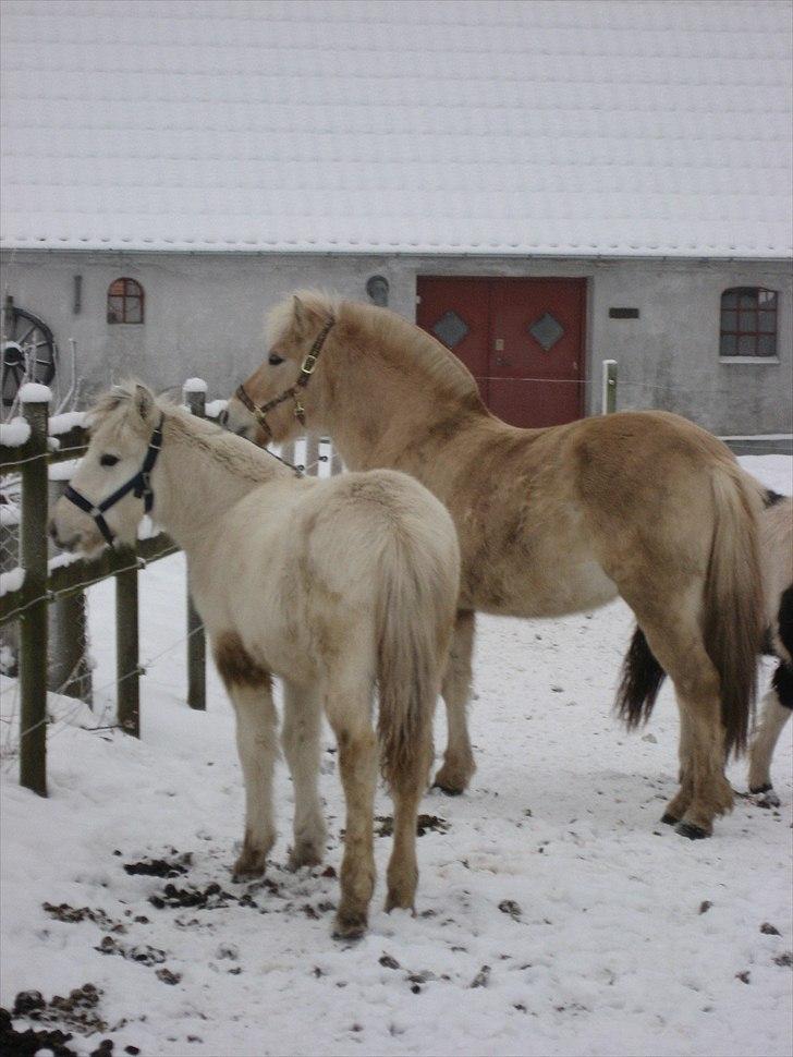 Fjordhest Landevejens Tjørn R.I.P billede 10