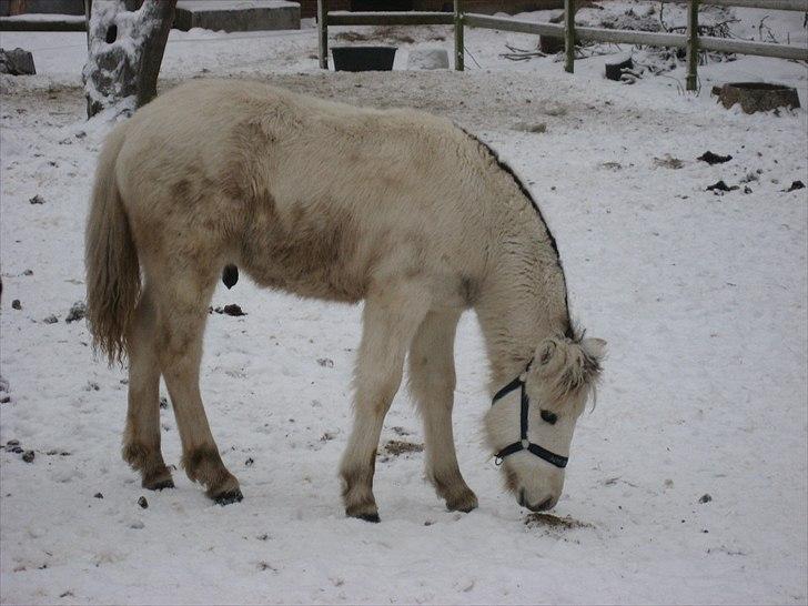 Fjordhest Landevejens Tjørn R.I.P billede 11