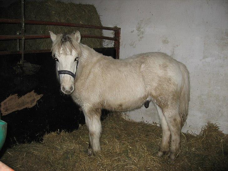 Fjordhest Landevejens Tjørn R.I.P billede 12