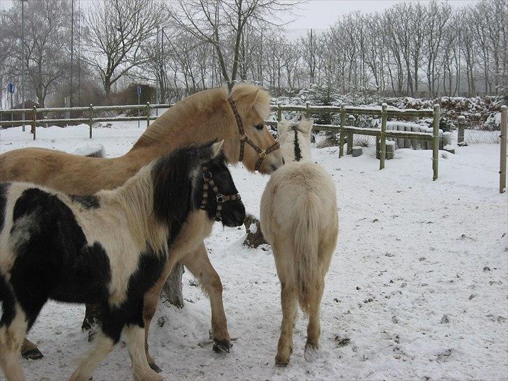 Fjordhest Landevejens Tjørn R.I.P billede 13