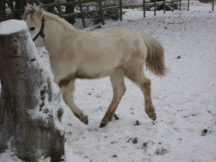 Fjordhest Landevejens Tjørn R.I.P billede 14