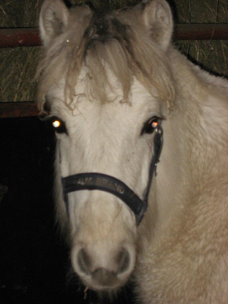 Fjordhest Landevejens Tjørn R.I.P billede 15