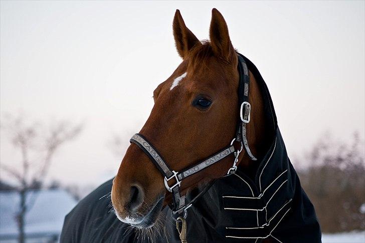 Frederiksborg Docill Jomfrugaard - vinter 2010 billede 12