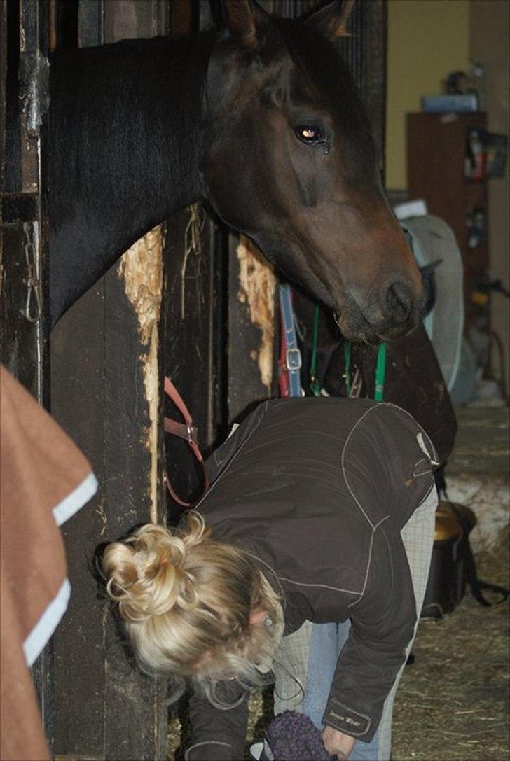 Arabisk fuldblod (OX) Fakashia Suprise billede 2