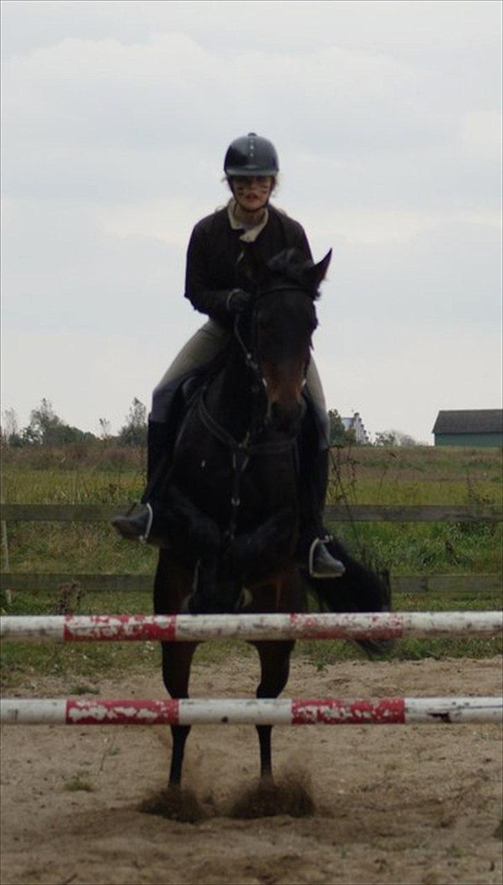 Arabisk fuldblod (OX) Fakashia Suprise billede 3