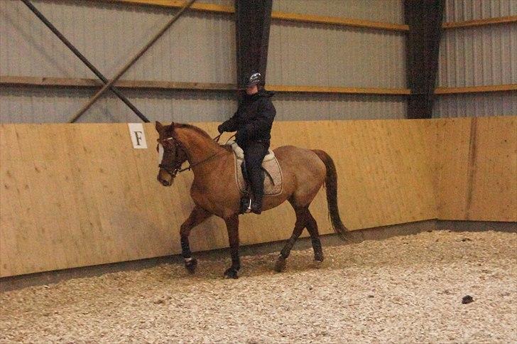 Anden særlig race chantal billede 3