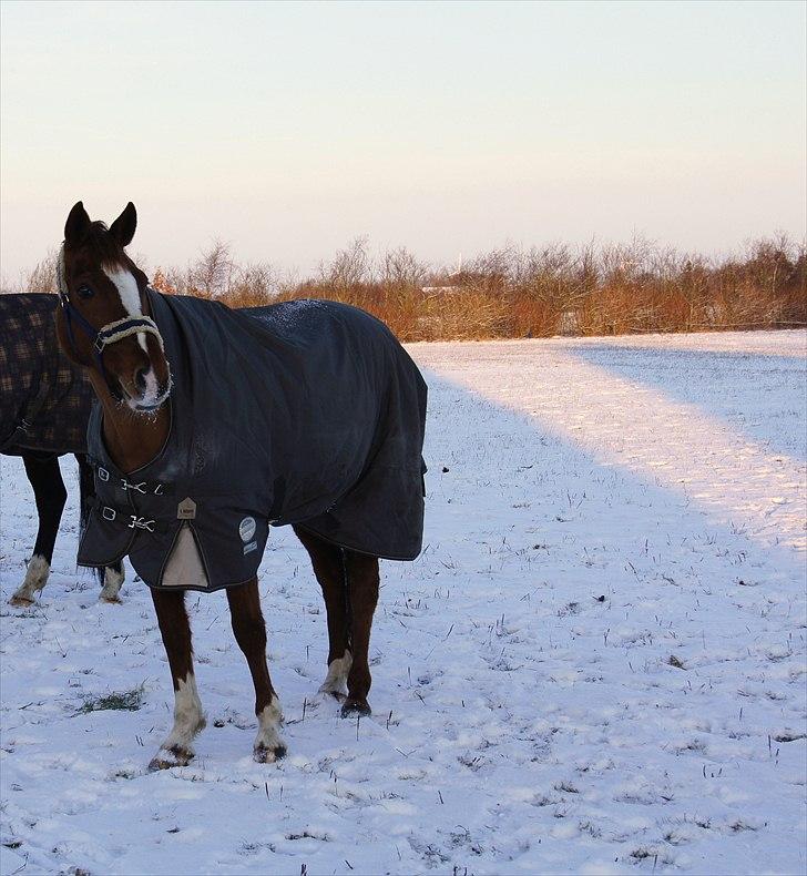 Anden særlig race chantal billede 4
