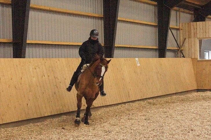 Anden særlig race chantal billede 5