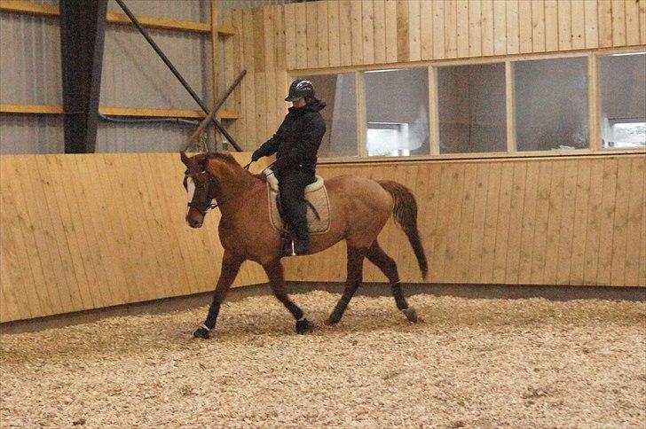 Anden særlig race chantal billede 6