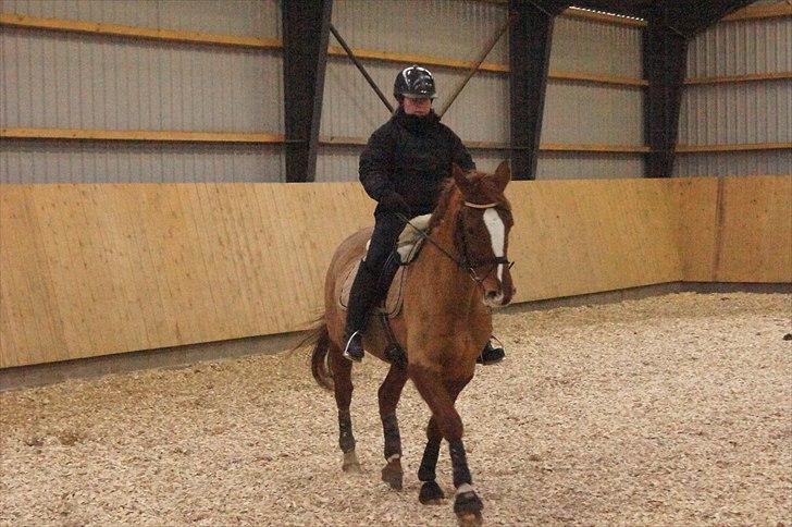 Anden særlig race chantal billede 7