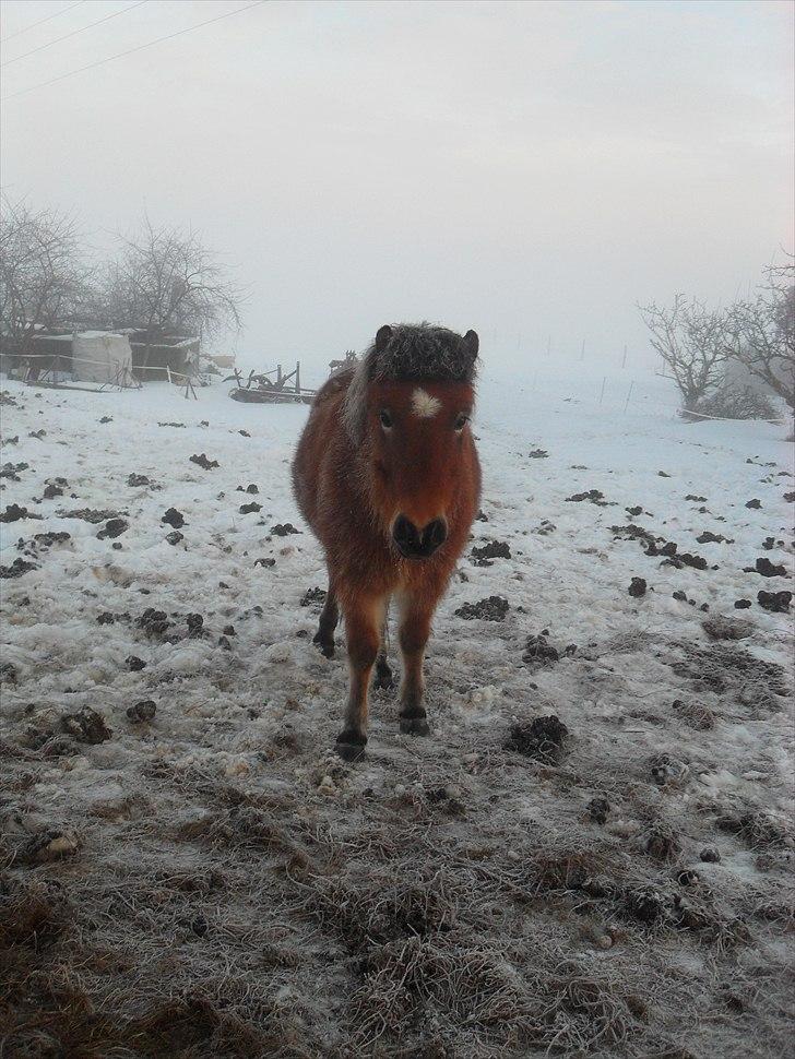 Islænder Kjarval fra Ryttergården2 billede 5