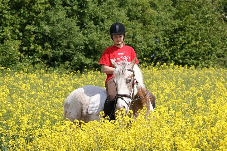 Anden særlig race MR MARTIN - På stubmark. <3  billede 7