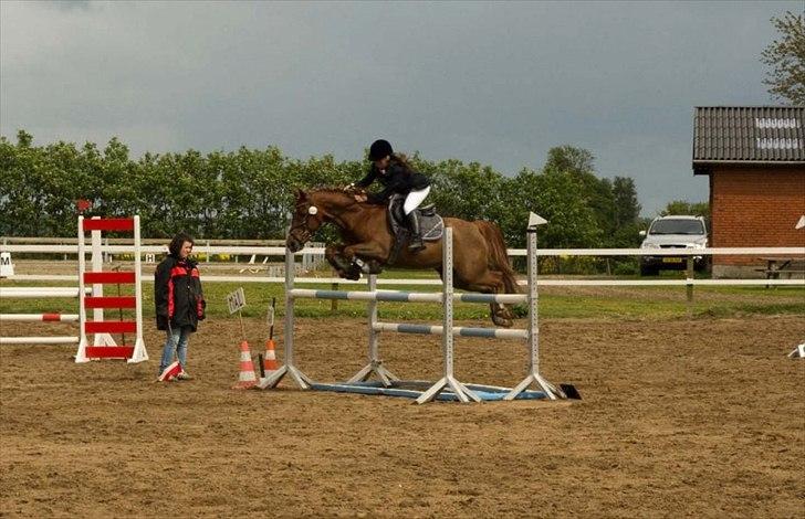 Tysk Sportspony Vario Van De Mispelaere<3 *B-pony* - Velkommen til Vario´s profil ;) Nu hvor du er her kan du så ikke også ligge en kommentar? ;D

Billed: 1 billede 1