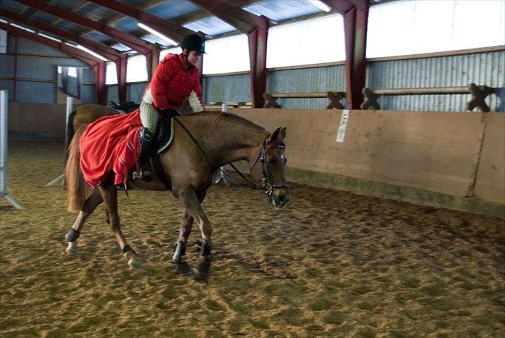 Tysk Sportspony Vario Van De Mispelaere<3 *B-pony* - Spring træning 2 dage efter jeg havde fået ham hjem ;)Vi skridter af efter det hårde arbejde ;)

Billed: 8 billede 5